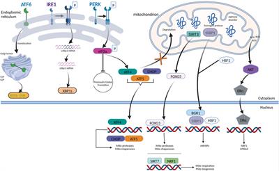 UPRmt and coordinated UPRER in type 2 diabetes